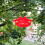 Retro Design Roter PP Vogelfutterhaus Set Für Und 7