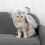 Pet Hochzeitskostüm 1 Set Weiß 9