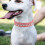 Pet Halsband Für Kleine 3
