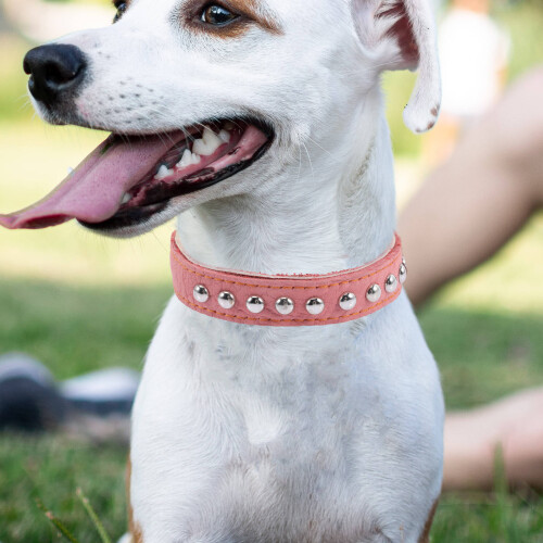 Pet Halsband Für Kleine 2