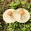 Kinder Perkussionsinstrumente Handschellen Cymbals 2 6