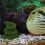 5 Große Aquarium Moosstein Für Fischbecken 5