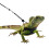 Animal Pet Hauling Hagedis Accessoires 1