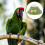 Beak Halsband Papegaai 1 9