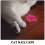 20 Kat Coverings Huisdier Verzorging 8