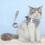 Cat Vest & Leash Set Reflecterend XL 2