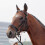 Horse Bit Full Cheek Snaffle Bit Rustproof Stainless Steel Training Bit 135mm Silvery 5