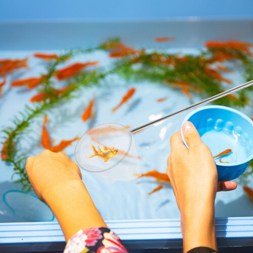 Teleskopisches Aquarium Feinmaschig 3D Mit 2