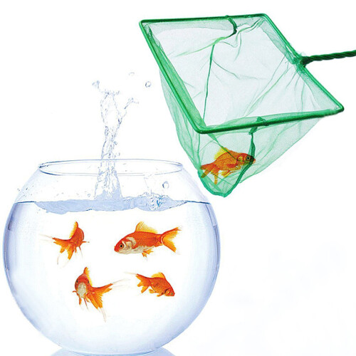 Großes Fischtank Mit Langer (Grün) 1