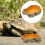 Terrarium Futter Schale Schildkröten Gestaltung 7