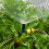 2Pcs Plastic Spray Nozzle For Garden Plant Watering 10