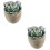 2Pcs Faux Succulent Artificial Plants With Gray Pots (030) 6
