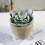 2Pcs Faux Succulent Artificial Plants With Gray Pots (030) 8
