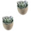 2Pcs Faux Succulent Artificial Plants With Gray Pots (030) 3