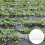 Protección Para Arbustos Y Plantas Exterior 11