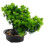 Árvore Bonsai Artificial Vaso Planta De Enfeite 10