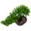 Árvore Bonsai Artificial Vaso Planta De Enfeite 7