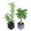 6 Unidades Mini Bonsai De Vaso Para Decoração 3