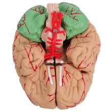 1 Szt. Nowoczesny Anatomiczny Model Mózgu Medyczny (Różowy)
