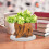 5Pcs Almofadas De Diatomito 10X10Cm Para 5