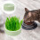 Cat Hydroponic Pflanzbecher Für Katzen Mit Catnip 6
