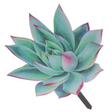 Garten Acryl Schild Sukkulentengarten Für Außenbereich