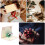 1 3D Panda Pop-Up Escultura Papel 6