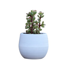 Wit Mini Voor Vetplanten Stevige Decoratie