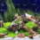 8 Mini Aquariumplanten Terrarium En Micro Landschap 4