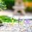 8 Mini Aquariumplanten Terrarium En Micro Landschap 6