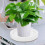 Redonda Branca Para Plantas Com Coletor De E Umidade 4