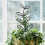 2 Unidades Suporte Para Plantas Trepadeiras 7