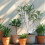 Transparente À De Para Plantas 4