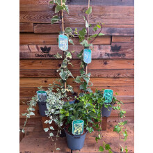 5 Mixed Extra Large Evergreen Climbing Ivy in 2/3 Litre Pots By Direct Plants