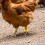 100Pcs Numbered Chicken Leg Bands For Identification 9