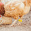 100Pcs Numbered Chicken Leg Bands For Identification 7