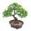 4 Pezzi Bonsai In Miniatura Realistico In Vaso Per 1