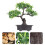 4 Pezzi Bonsai In Miniatura Realistico In Vaso Per 10