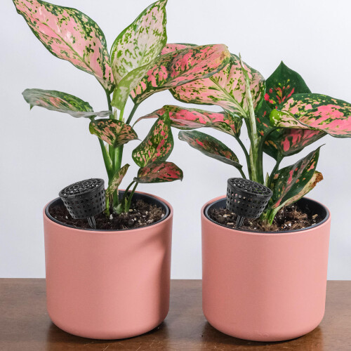 10 Unidades Cesta Plástico Com Tampa Para Bonsai E 2