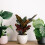 10 Unidades Cesta Plástico Com Tampa Para Bonsai E 5