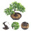 4 Unidades De Bonsai Vaso Para Decoração 9