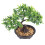 4 Unidades De Bonsai Vaso Para Decoração 11
