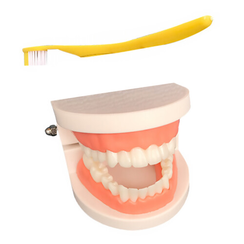 Set Bambino Per Studio Didattico Educazione Orale