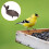 Distributeur De Pour Oiseaux Avec Plateau Rétro 5