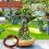 Set Kit Bonsai Per Allenamento Piante E 9