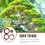 Set Kit Bonsai Per Allenamento Piante E 11