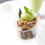 25 Sets Hartvormige Dessertpotten 150 Ml Met En 7