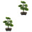 2 Unidades Árvore Bonsai Artificial Vaso Planta 3