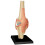 Knee Joint Model Plastic Puzzle Assembly For Education Human Skeleton Anatomy Model Educational Training Aid 1