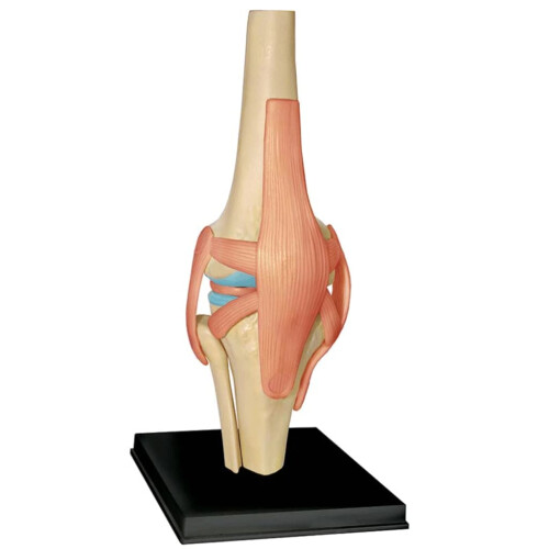 Knee Joint Model Plastic Puzzle Assembly For Education Human Skeleton Anatomy Model Educational Training Aid